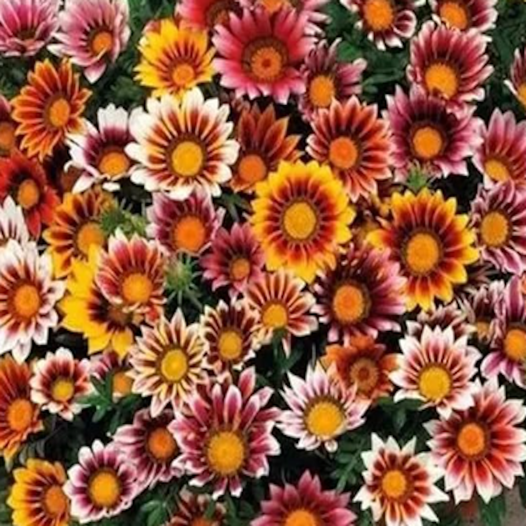 garden center delivery services Sarasota