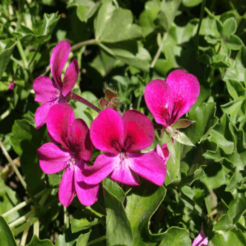 garden center delivery services Sarasota