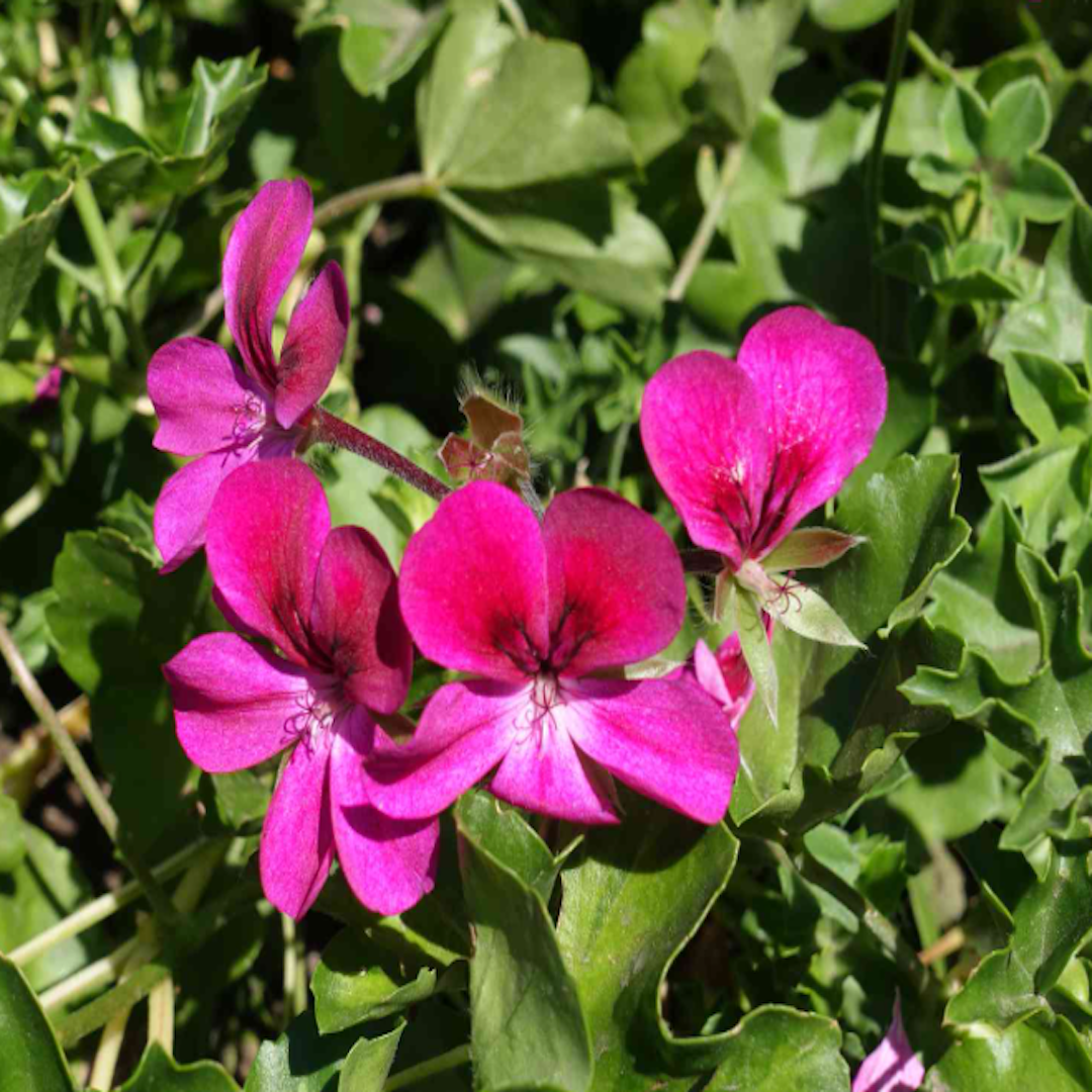 garden center delivery services Sarasota