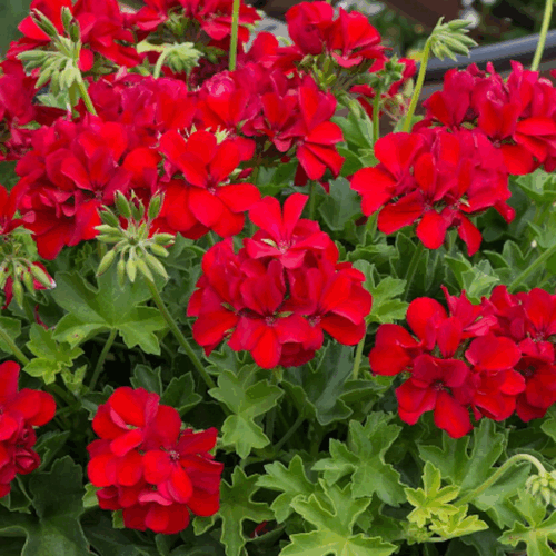 garden center delivery services Sarasota