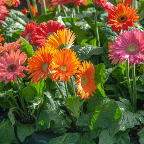 garden center delivery services Sarasota