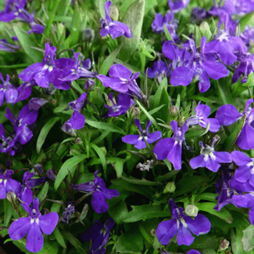 garden center delivery services Sarasota