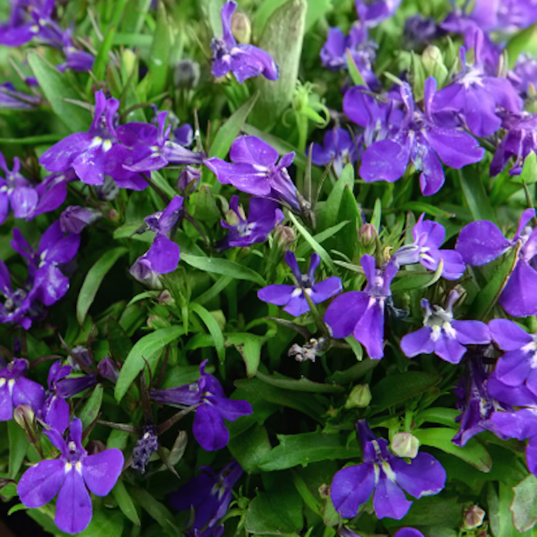 garden center delivery services Sarasota