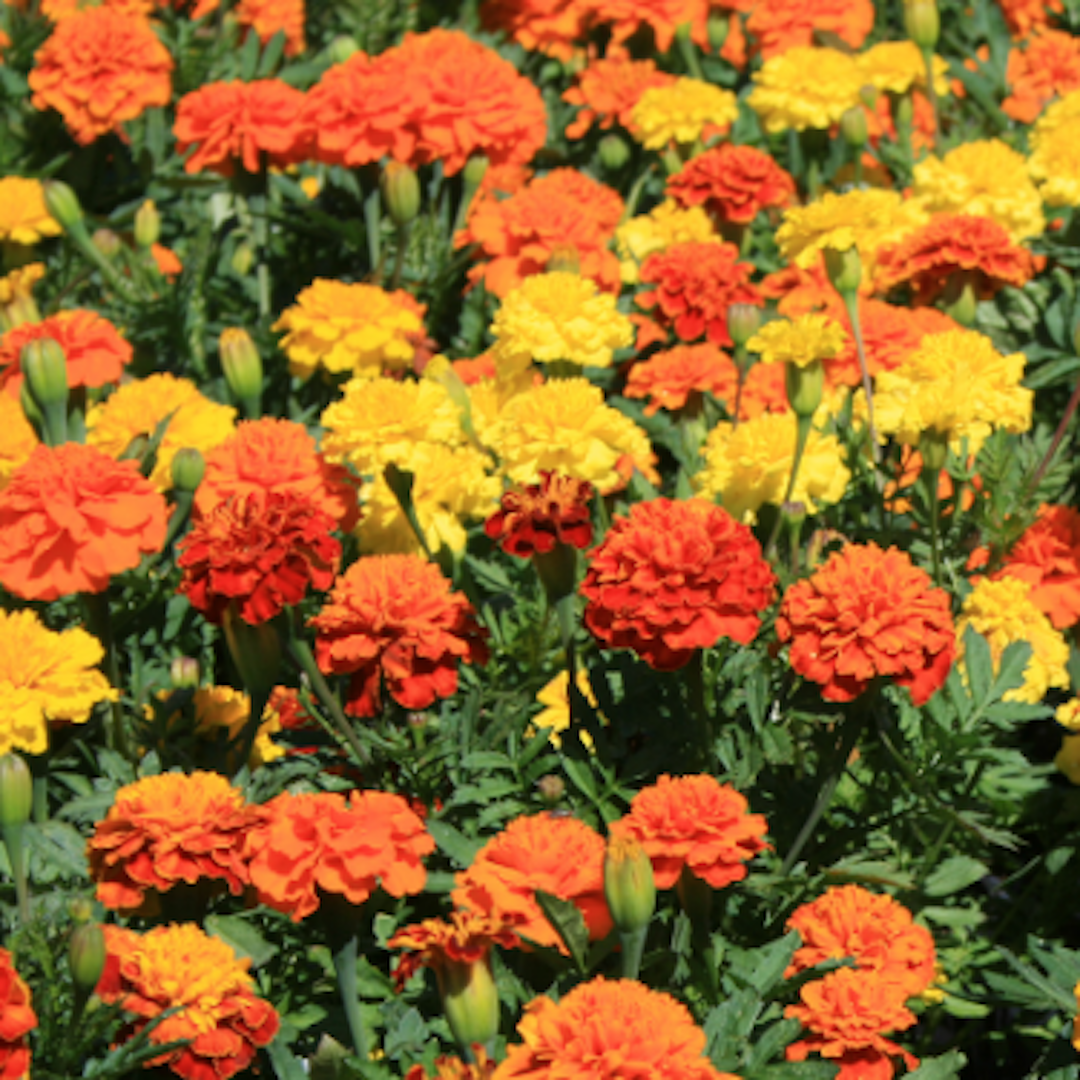 garden center delivery services Sarasota