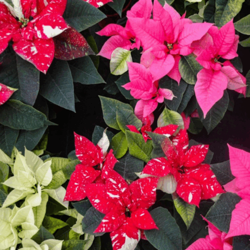 curb appeal landscaping Florida