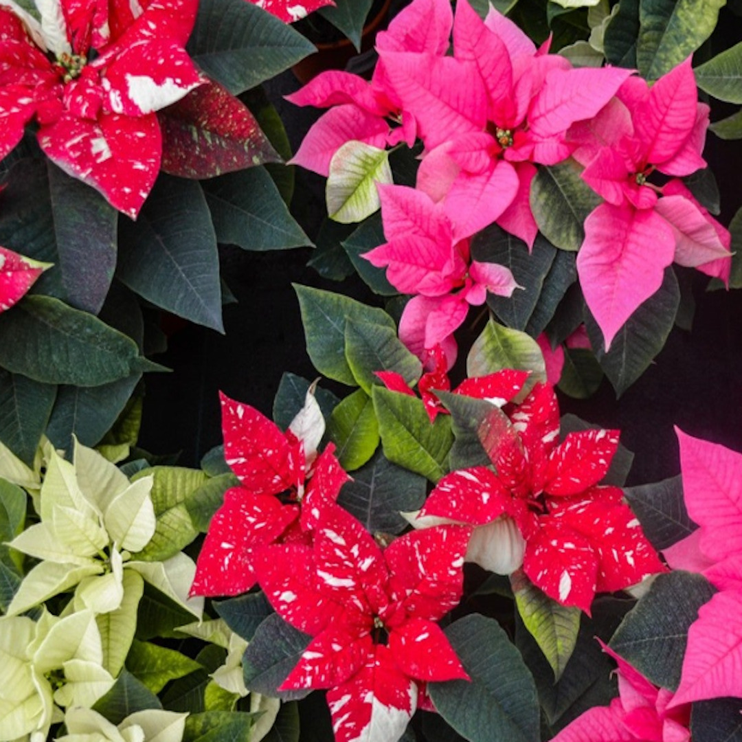 curb appeal landscaping Florida