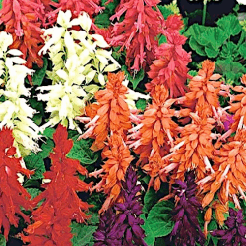curb appeal landscaping Florida
