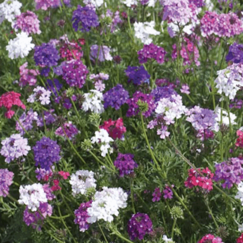 curb appeal landscaping Florida