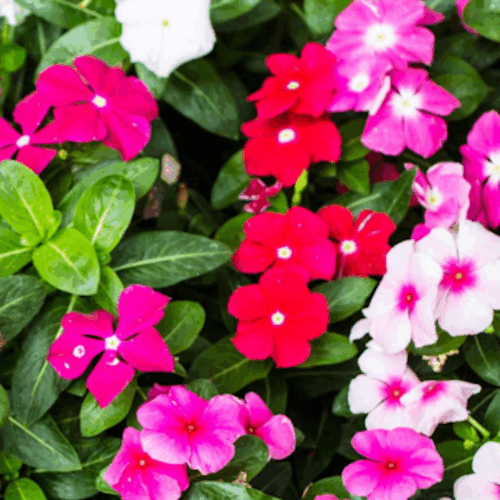 curb appeal landscaping Florida