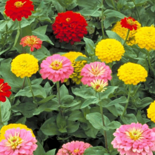curb appeal landscaping Florida