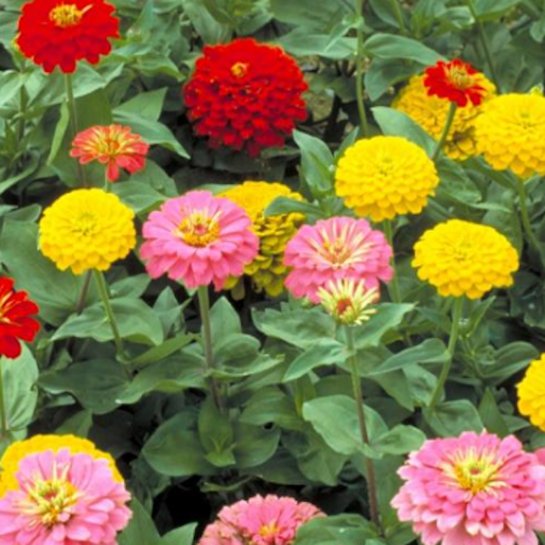 curb appeal landscaping Florida