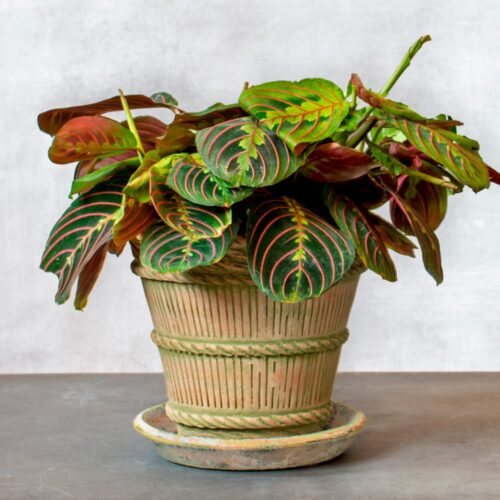 Plant Nursery in Bradenton