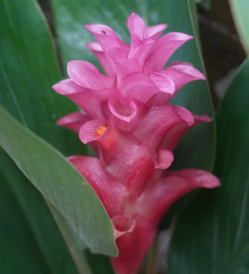 Plant Nursery in Bradenton