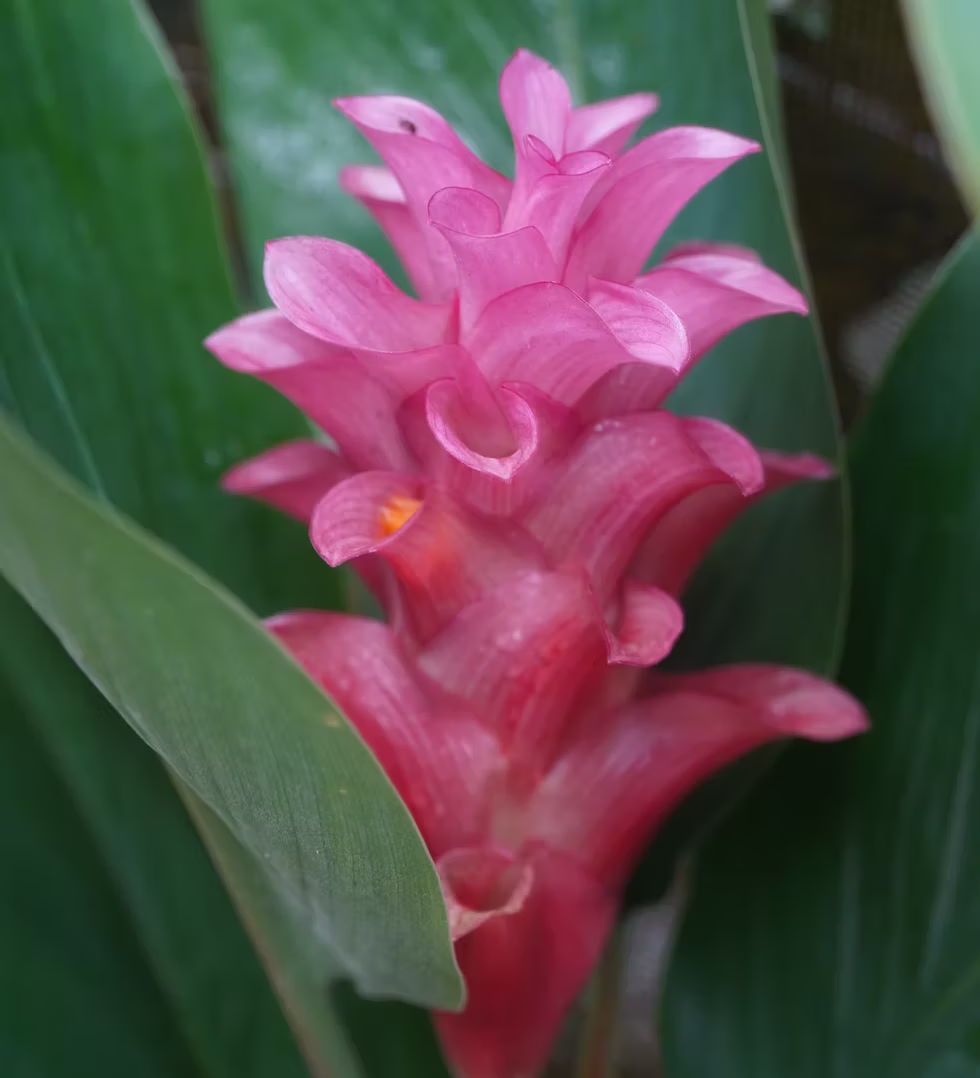 Plant Nursery in Bradenton