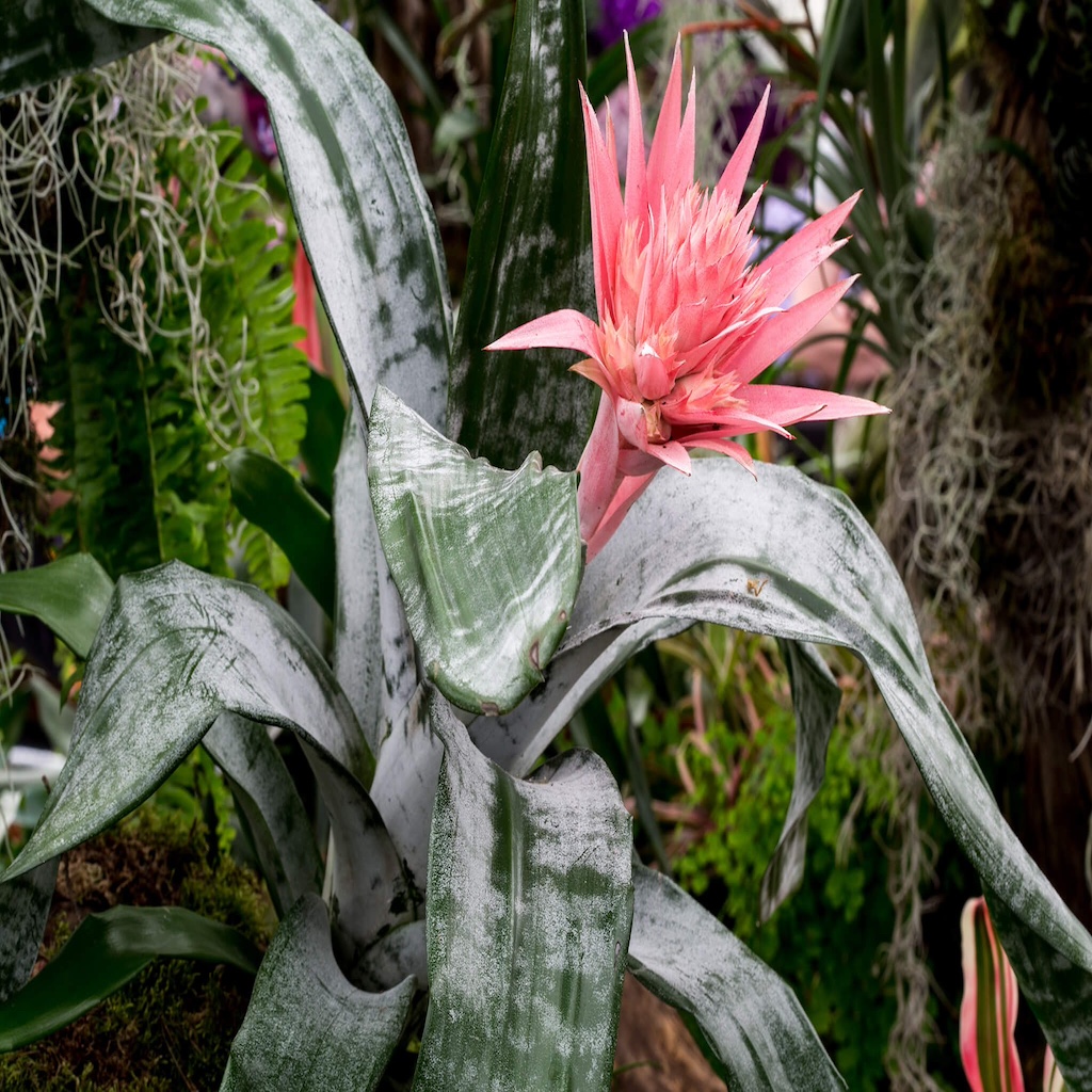 East Bradenton Plant Nursery