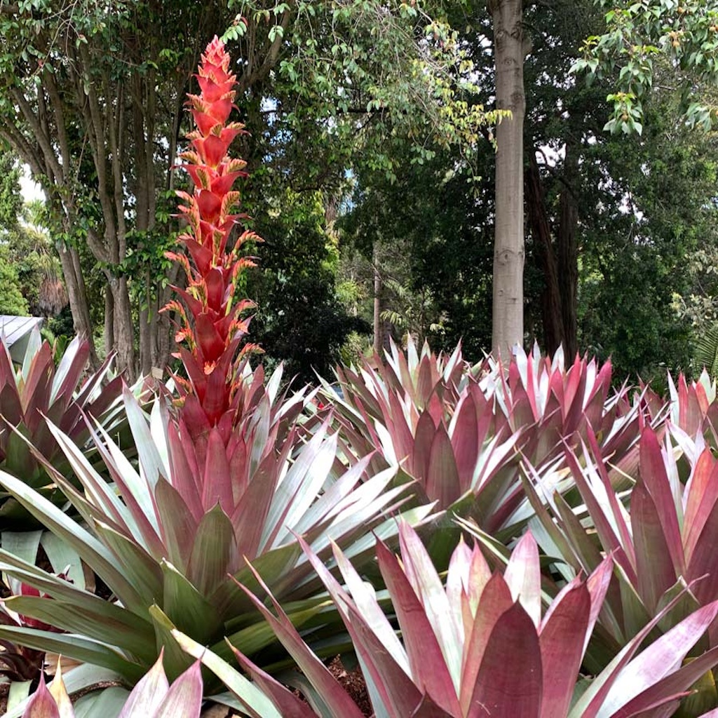 East Bradenton Plant Nursery