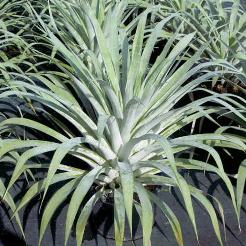 East Bradenton Plant Nursery