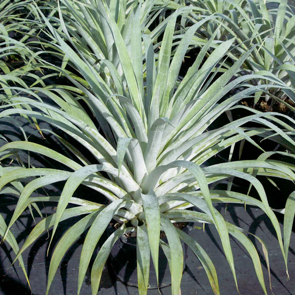 East Bradenton Plant Nursery