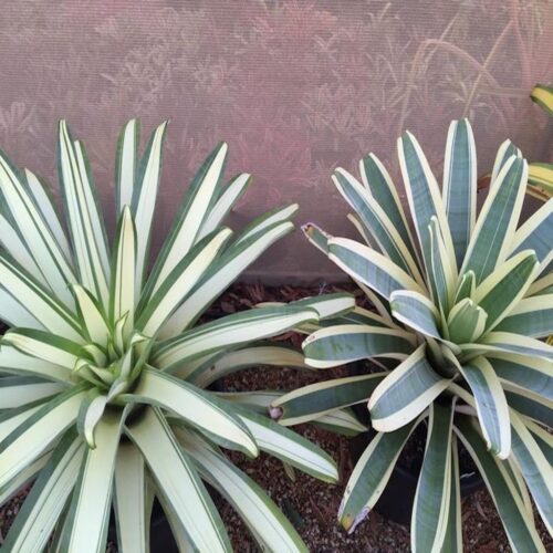 East Bradenton Plant Nursery