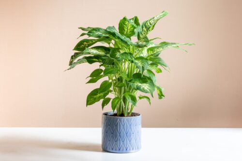 Plant Nursery in Lakewood Ranch