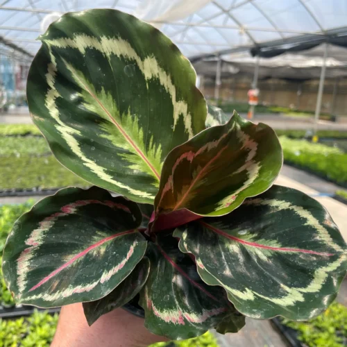 Plant Nursery in Lakewood Ranch