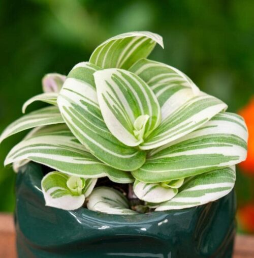Plant Nursery in Lakewood Ranch