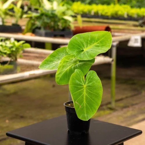 Plant Nursery in Lakewood Ranch