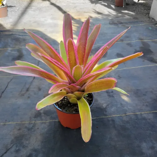 East Bradenton Plant Nursery