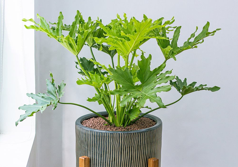 Philodendrons