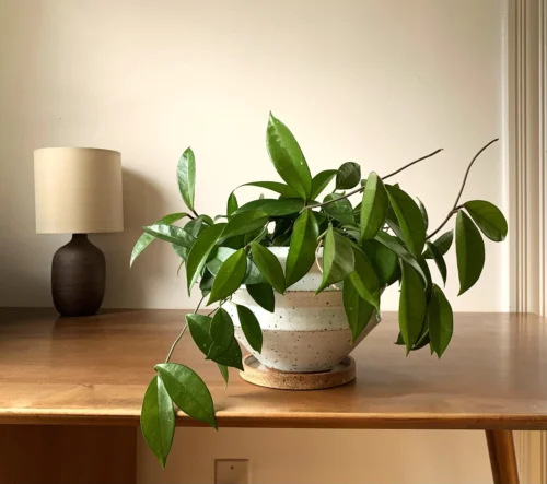 Plant Nursery in Lakewood Ranch